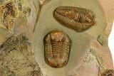 Megistaspis Trilobite, Symphysurus, Colpocoryphe & Graptolites #334779-4